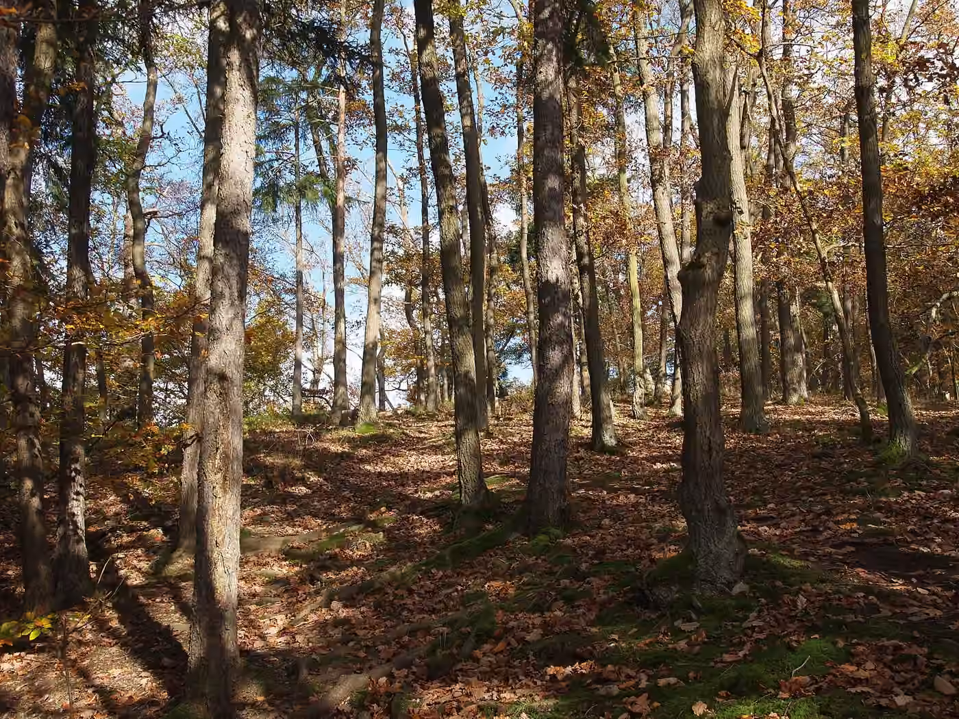 Herbstwald mit schlanken Stämmen und Laub auf dem Boden